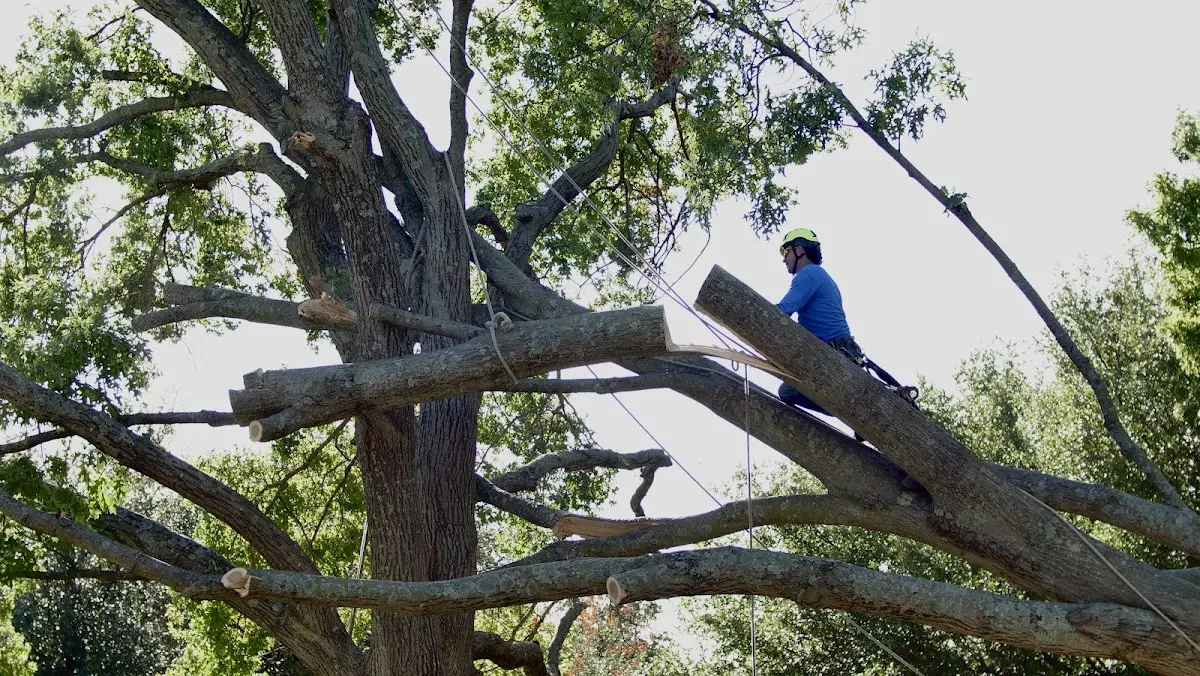 Professional Crown Thinning performed by certified arborists in Cottonton