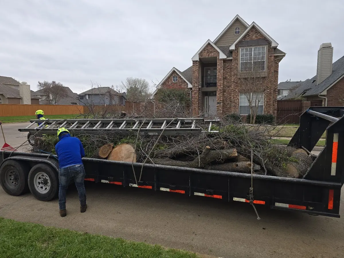 Expert Tree Removal with proper safety equipment in Cottonton